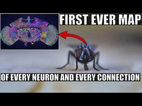 Wow! Largest Brain Map Ever Shows Every Neuron and Connection...In a Fruit Fly