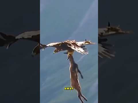 Golden Eagle vs Giants: Taking Down Prey Twice Its Size. #documentary#usashorts#fyp