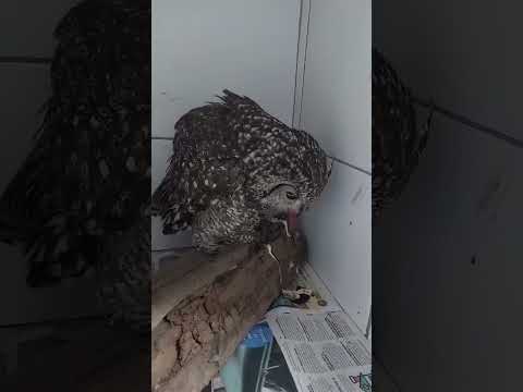 🦉 Heartwarming Rescue of a Spotted Eagle Owl | Incredible Wildlife Moment 🦉 #birdlovers #owls #owl