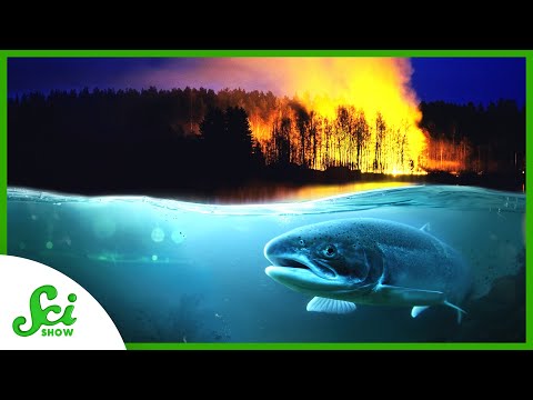 Why Fish Care About Forest Fires