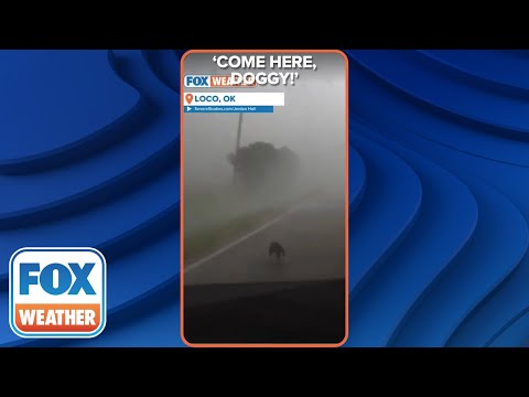 &#039;Come Here, Doggy!&#039;: Storm Chasers Save Dog Caught In Oklahoma Tornado