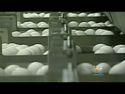 9 States, Including Florida, Part Of Massive Egg Recall Due To Salmonella Concerns